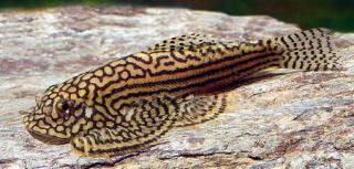 Ñåâåëëèÿ ñåò÷àòàÿ. Sewellia lineolata