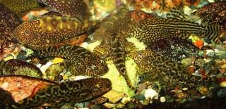 Áàëèòîðîâûå. Balitorinae