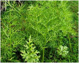 Ceratopteris_thalictroides02