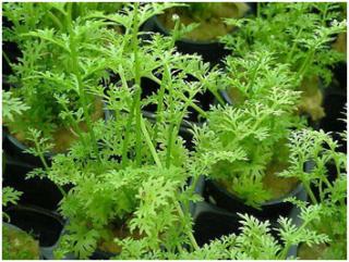 Ceratopteris_thalictroides03