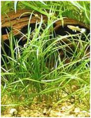 Echinodorus_tenellus01