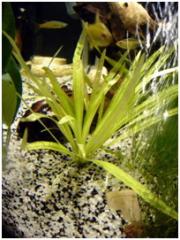 Echinodorus_tenellus03