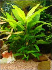 Hygrophila_corymbosa04