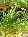 Echinodorus_tenellus01