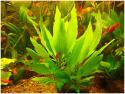 Hygrophila_corymbosa01